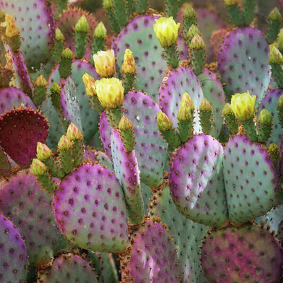 Purple Prickly Pear Plant, Prickly Pear Cactus Live Plant, 3-5 Inch, Outdoor Growing