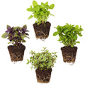 4 Random Herbs Plant Live, Basil, Rosemary, Stevia, Lemon Balm, Other Herb Plant, Live Herb Collection for Gardening, Well Rooted, No Pot