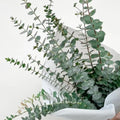 Eucalyptus Live Plant Fully Rooted, Fragrant Foliage Houseplant, Easy Care for Indoor and Outdoor, 2.5" Pot (Baby Blue Eucalyptus Tree)