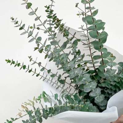 Eucalyptus Live Plant Fully Rooted, Fragrant Foliage Houseplant, Easy Care for Indoor and Outdoor, 2.5" Pot (Baby Blue Eucalyptus Tree)