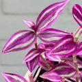 2 Pink Tradescantia Live Plants in 3.5" Pot, Wandering Jew Plants Live Houseplants Large Size, Fast Growing Plant Indoor Outdoor