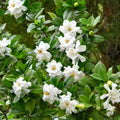 2 Cape Jasmine Plants Live, Frostproof Gardenia Live Plant, Gardenia Plant Live, Live Jasmine Plant Indoor, 3 to 7 Inc Long, Blooming Jasmine Plant Live for Garden, 2 Plants