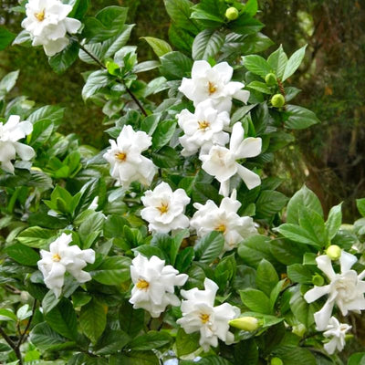 2 Cape Jasmine Plants Live, Frostproof Gardenia Live Plant, Gardenia Plant Live, Live Jasmine Plant Indoor, 3 to 7 Inc Long, Blooming Jasmine Plant Live for Garden, 2 Plants