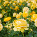 Mini Rose Bush Live Plant in 3.5'' Pot, Miniature Rose Plant Live, 3-5'' Tall, Mini Rose Plant, Live Flower Plant for Office and Home Decoration (Yellow)