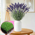 3 Lavender Plants Live Starter Plants 1-3" in Tall, Hardy Perennial Lavender for Garden and Landscape with Fragrant Purple Blooms, No Pot (Sensational)