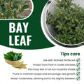 Laurus Nobilis Bay Leaf Live Plant, 8-11 Inc Tall from Bottom Pot, Bay Leaf Tree, Sweet Bay Laurel Herb Plant