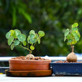 Stephania Cephalantha Caudex Plant, 2.5-3'', No Hair Roots, Already Sprout, Hardy Succulent Decorative Indoor Plant