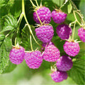 2 Raspberry Plants Live for Planting, Raspberry Trees Live Plants 4 to 9 Inches Tall, Sweet Berry Fruits Seedlings (Glencoe Thornless Raspberry)