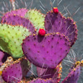 Purple Prickly Pear Plant, Prickly Pear Cactus Live Plant, 3-5 Inch, Outdoor Growing