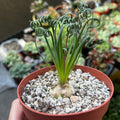 Frizzle Sizzle Albuca Plant Live in 3 Inc Pot, Albuca Live Plant Rare Succulent Plant Curly Grass Ready to Grow
