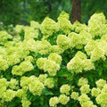Green Hydrangea Bush Plant Tree Live Flowering Shrub Hardy Starter Plant Size 5 to 11 Inches in Tall, Green Color Blooms, Domant, Winter Hardy