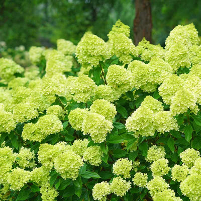 Green Hydrangea Bush Plant Tree Live Flowering Shrub Hardy Starter Plant Size 5 to 11 Inches in Tall, Green Color Blooms, Domant, Winter Hardy