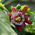 2 Abundant Bloom Deep Red Passion Flower Plants Live, Passiflora Live Plant for Trailing, Climbing Trellis Outdoor, 5-9" in Tall, Perennial, Fragrant