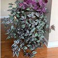 2 Zebrina Wandering Jew Plants Live Houseplants, Rooted Cuttings Tradescantia Live Plant for Décor, Fast-Growing and Easy to Grow, Starter Size