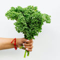 Kale Plants Live in 4 Inch Pot, Kale Seedling from 3 to 5 Inches Tall, Well Rooted, Hardy Vegetable for Outdoor Planting, 3 Plants Per Pot