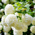 Old Fashion Viburnum Plant Live for Planting, Snowball Viburnum Shrub Viburnum Bush Flowers in 4 Inc Pot, Viburnum Tree Ready to Grow