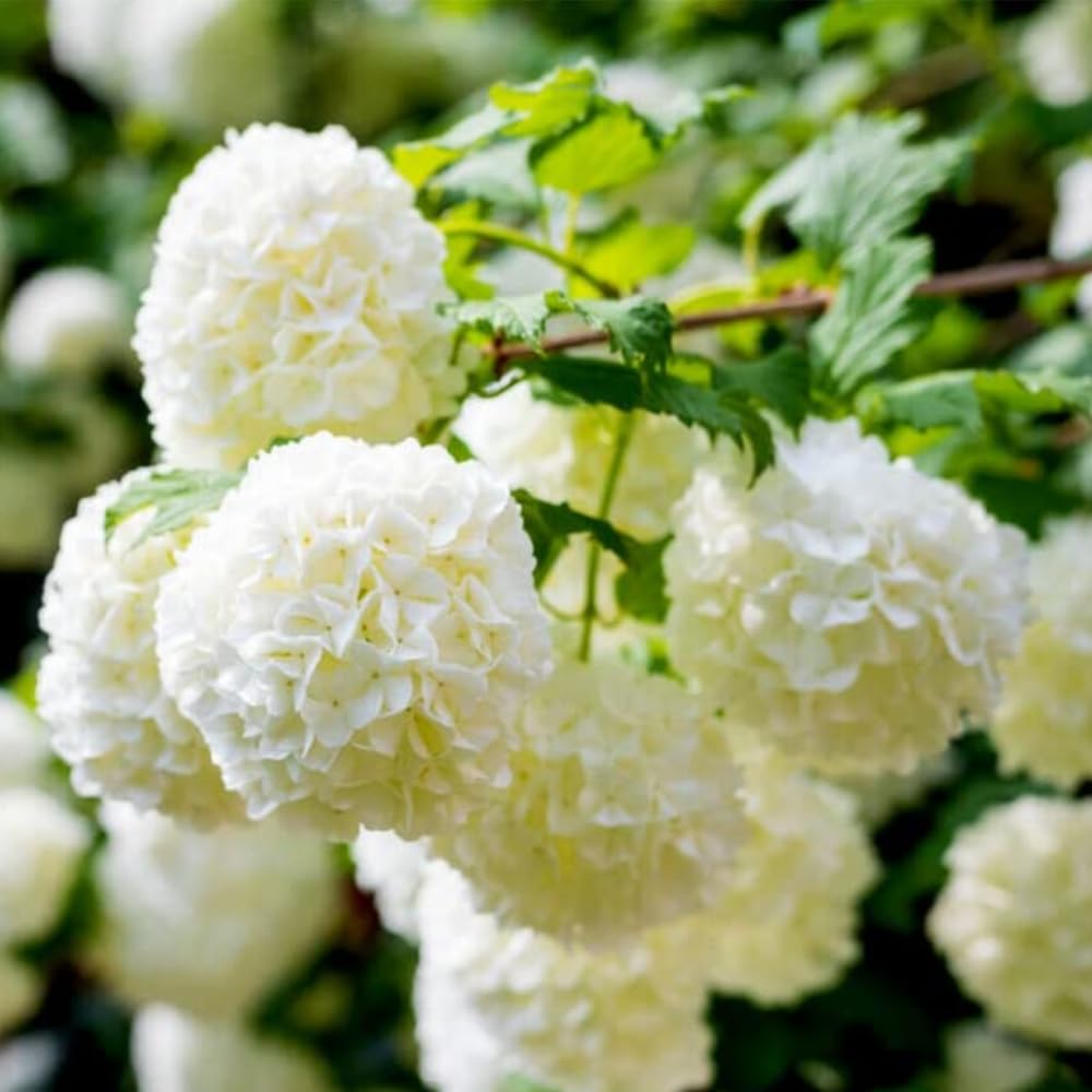 Old Fashion Viburnum Plant Live for Planting, 6-12" Tall, 4" Pot