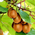 2 Kiwi Plants Live, Hardy Kiwi Berries Well Rooted Starter Plant, Kiwi Vine Live Plant, 5-9" Tall