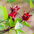 2 Red Roselle Hibiscus Plants Live in One Pot, Hibiscus Sabdariffa 4-6" Tall in 4" Pot, Sorrel Jamaica Hibiscus Flower