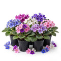 2 Random African Violet Plant Live, White Violet Flower, 3-5 Inches Tall
