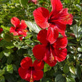 Hardy Hibiscus Plants Live Well-Rooted, Red Flowers Hibiscus Tree Live Plant for Outdoor Full Sun Spring Planting, 5-9" in Tall, Perennial Growing