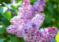 Purple Lilac Bushes Ready to Plant, Lilac Syringa Trees Live Plants, Fragrant Shrub for Planting, 9 Months Old Tree