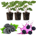 03 BlackBerry Bushes Plants Live, 4-6" in for Spring Planting, Outdoor Growing, High-yielding Blackberries Trees, (Thornless BlackBerry)