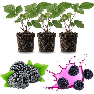 03 BlackBerry Bushes Plants Live, 4-6" in for Spring Planting, Outdoor Growing, High-yielding Blackberries Trees, (Thornless BlackBerry)