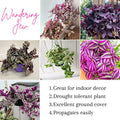 Wandering Jew Tradescantia Velvet Plant Live in 3.5" Pot, Cold Hardy, Indoor Outdoor Spring Planting