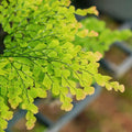 Live Fern Plant Pot, Maidenhair Fern Plant Live, 4 to 5 Inches Tall