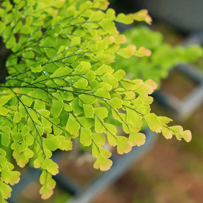 Live Fern Plant Pot, Maidenhair Fern Plant Live, 4 to 5 Inches Tall
