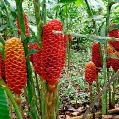 Pack of 4 Shampoo Ginger Rhizomes, Hardy Zingiber Zerumbet Pinecone Ginger Roots for Planting, Tropical Landscaping Perennial