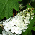 Hydrangea Plant Live for Planting, 7-12" Tall, Hydrangea Tree Live Plant in Pot, Hydrangea Flowers (White Hydrangea)