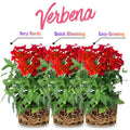 Pack 3 Purple Verbena Plants Live Perennial Ground Cover, No Pot, 5-9" in Tall, Can Grow As Trailing Bushes, Spring Flowers