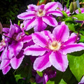 Pink Clematis Live Plant in 2.5" Pot, Flowering Climbing Clematis Vine Starter for Outdoor Garden and Trellis, Well Rooted