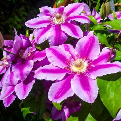 Pink Clematis Live Plant in 2.5" Pot, Flowering Climbing Clematis Vine Starter for Outdoor Garden and Trellis, Well Rooted