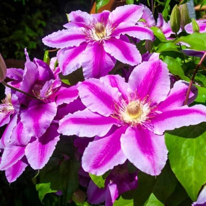 Pink Clematis Live Plant in 2.5" Pot, Flowering Climbing Clematis Vine Starter for Outdoor Garden and Trellis, Well Rooted