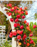 Golden Orange Yellow Roses Plant Live, Multi Color Blooms Rose Bushes Shrubs Live Plant, Orange Gold Rose for Planting, Starter Size, 4 to 10 Inc Tall