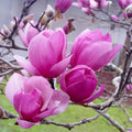 2 Jane Magnolia Trees Live Plants, Pink Magnolia Shrub Tree Live Plant in 2.5" Pot, 6-12 Inches