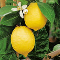 2 Meyer Lemon Tree Live Plants in 4'' Pot, Hardy Meyer Lemon Tree, Tropical Fruit Tree for Indoor and Outdoor Planting, Fragrant Citrus Plants, Well-Rooted, 2-3 Inches Tall