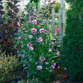 1 Purple Rose of Sharon Plant Live 4 Inch Pot, Hardy Hibiscus Shrub with Vibrant Blooms, Althea Hibiscus Syriacus Flowers
