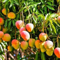 Sweet Mango Tree Live Plant, 7-11 Inch Tall, Yellow Mango Plant Live for Outdoor Planting, in Pot, Well-Rooted Tropical Fruit Tree