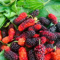 02 Mulberry Trees Live Plants, Spring Planting 4-8 Inch Tall, High-yiedling and Fast-Growing Trees, Outdoor Growing