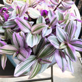 Nanouk Pink Tradescantia Live Plant 2.5 Inches Pot, House Plant, Trailing Plant Live