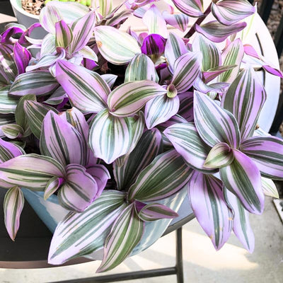 Nanouk Pink Tradescantia Live Plant 2.5 Inches Pot, House Plant, Trailing Plant Live