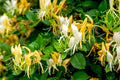 Scentsation Honeysuckle Vine Live Plant 2.5 Inc Pot, Fragrant, Starter Size 5-7 Inc Tall, Dormant in Winter