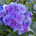 Change Color Hydrangea Live Plant in 2.5 Inch Pot, Hydrangea Trees Shrub Bush Perennial Outdoor Planting (Pink to Blue Purple)