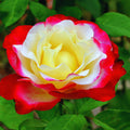 Climbing Roses Live Plant, Climbing Rose Plant Live, 5 to 7'' Tall, Fragrant Flower Bush Plants for Gardening, Double Delight Rose