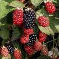 Chester Thornless BlackBerry Live Plant, 5-8" Tall, Hardy BlackBerry Bush, Sweet BlackBerry Fruit Plants Live for Planting in Garden, No Pot