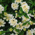 2 Lantana Plants Live, Lantana Live Plants for Planting Outdoors, Perennial Plants, Well Rooted, Random Color Lantana